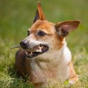 4DOGS Gryzak z poroża M hard