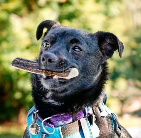 4DOGS Gryzak z poroża S easy