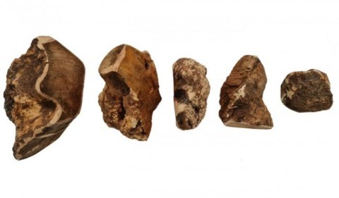 4DOGS Gryzak z korzenia drzewa wrzosowego L