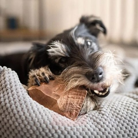 4DOGS Gryzak z korzenia drzewa wrzosowego L