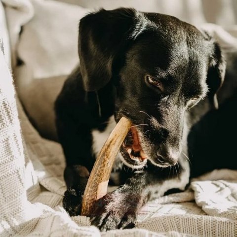 4DOGS Gryzak z poroża XS hard