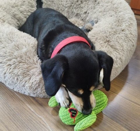 Dingo Zabawka dla psa - Kaktus Fernando 16cm