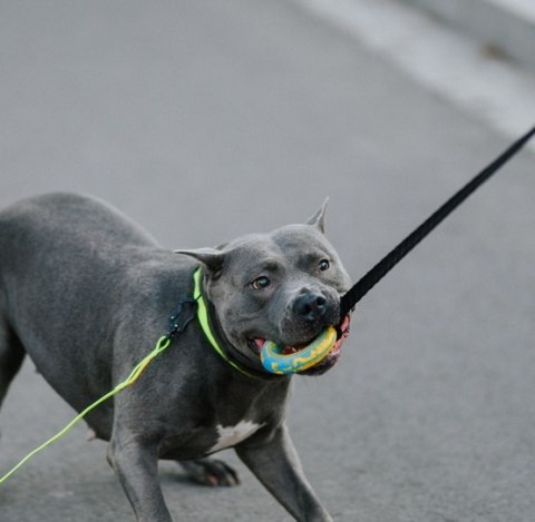 Dingo Zabawka dla psa - Szarpak Ringo z rączką bungee 10cm