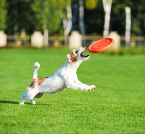 Collar PitchDog24 Latający dysk 24cm pomarańczowy