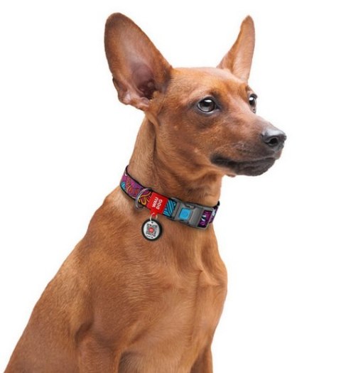 Collar WauDog Nylon Obroża nylonowa z QR-paszportem, plastikowy fastex, wzór LATO, 25mm/37-58cm