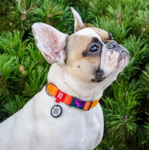 Collar WauDog Recycled Obroża nylonowa z QR-paszportem, gradient M 20mm x 28-40cm pomarańczowy