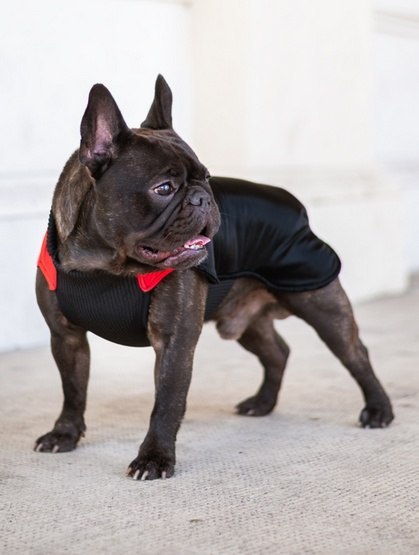 Chaba Ubranko regulowane Wear Magnifique XS czerwone